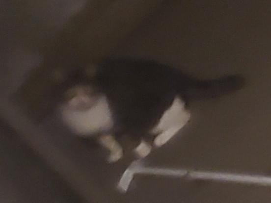 目撃された猫 目撃された猫