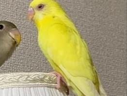 ひまちゃん ひまちゃん