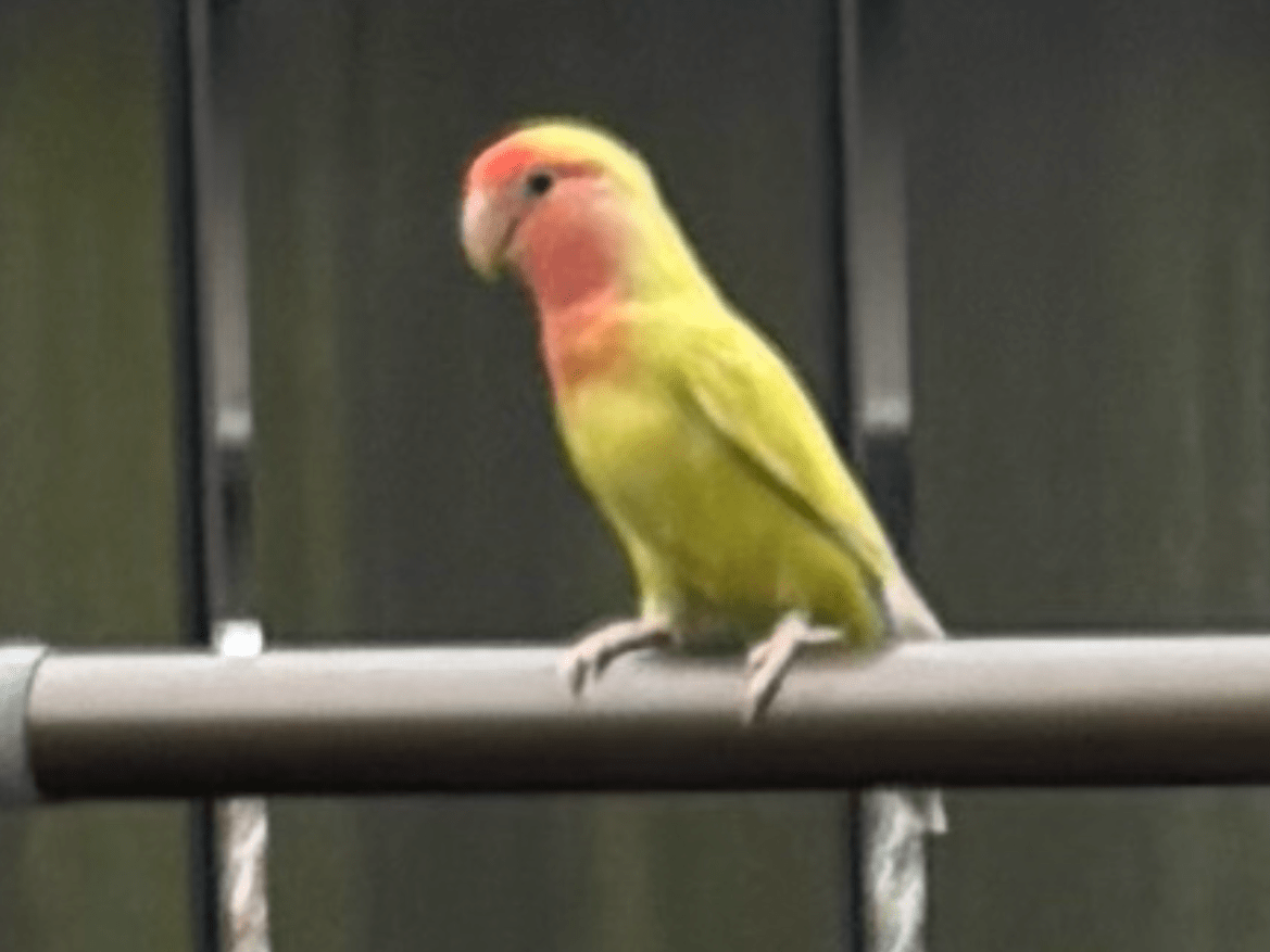 目撃された鳥 目撃された鳥