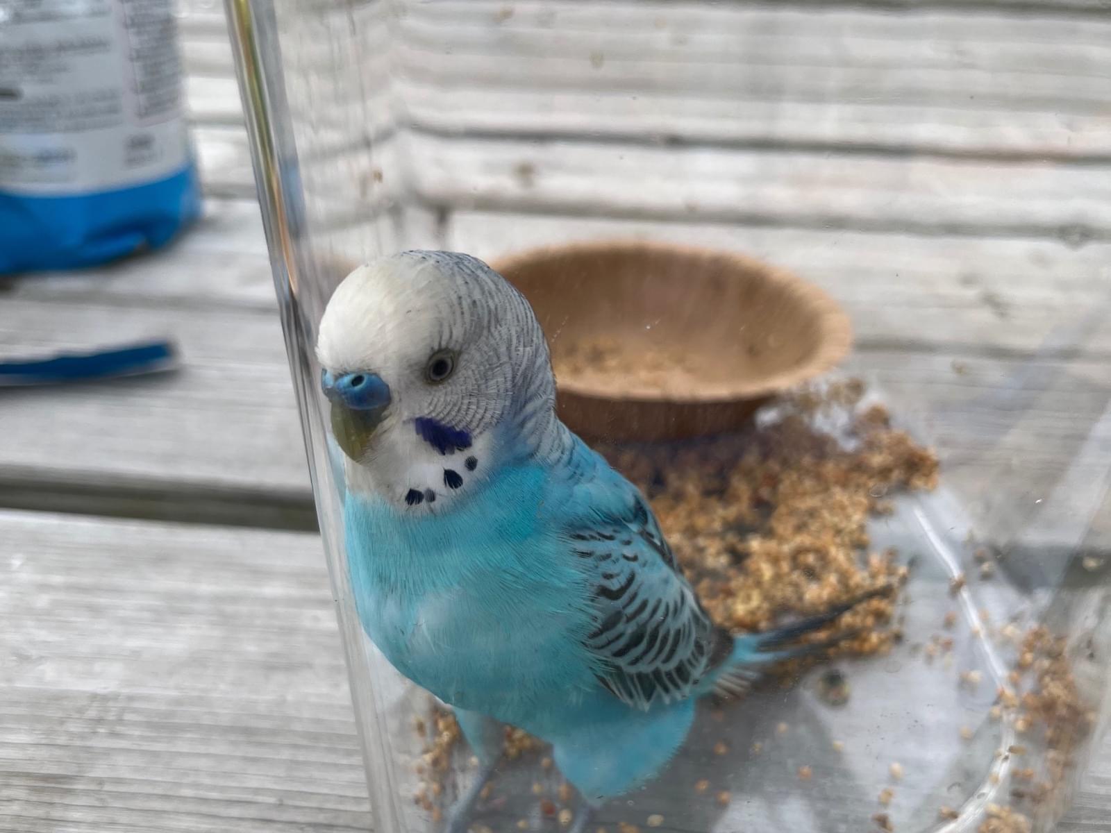 保護された鳥 保護された鳥