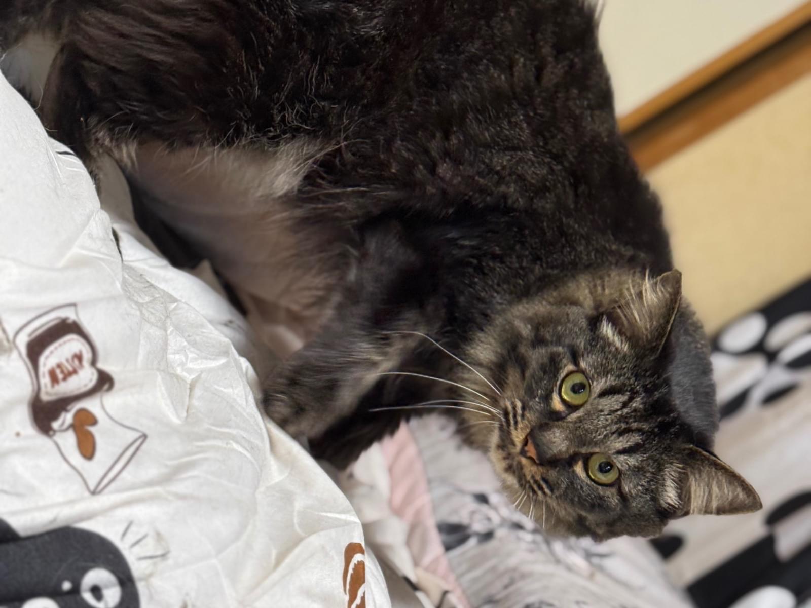 チョコちゃん チョコちゃん