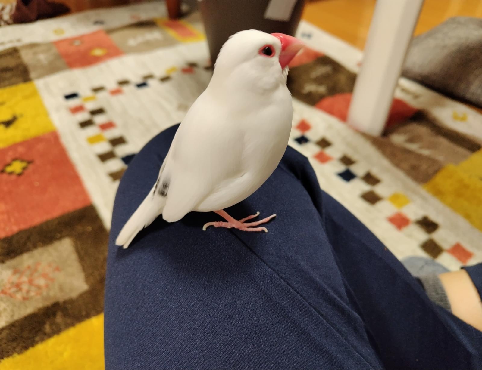白文鳥を保護しました