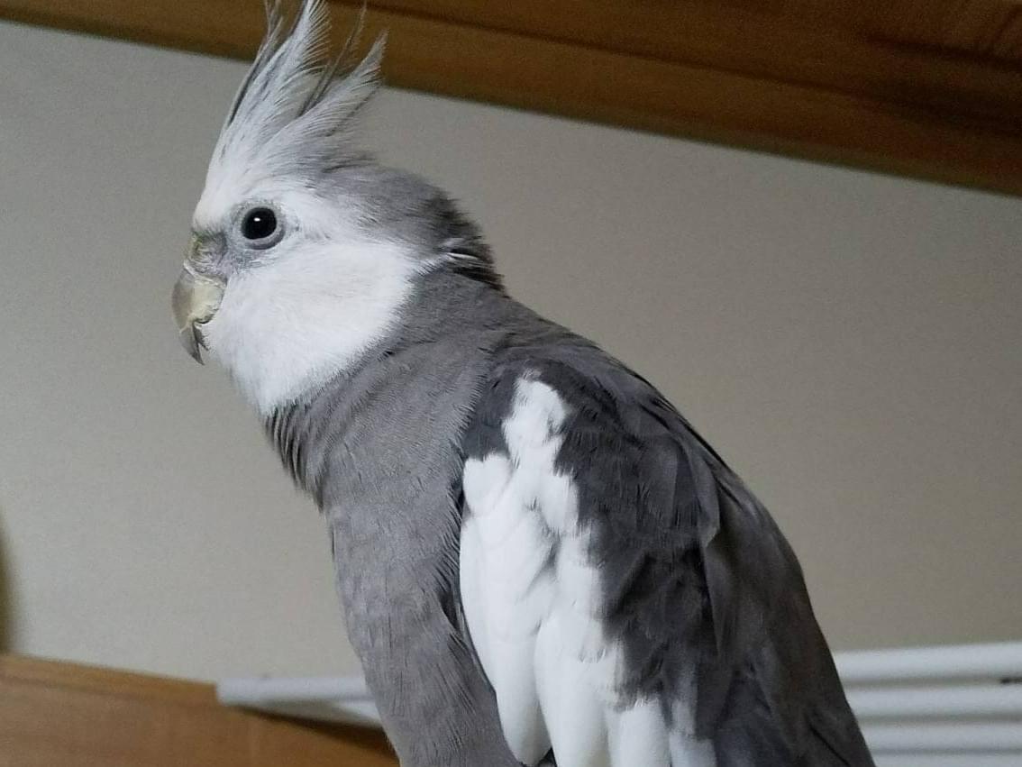 ぴーこちゃん ぴーこちゃん
