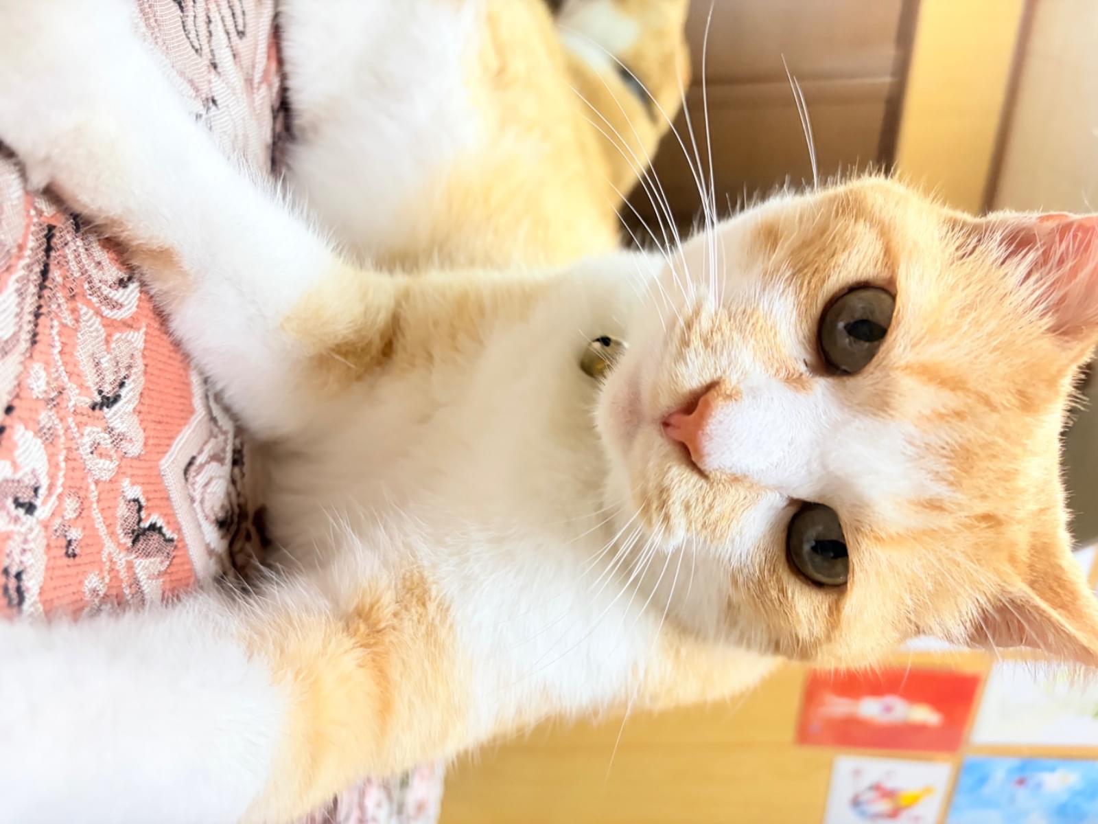 グルちゃん グルちゃん