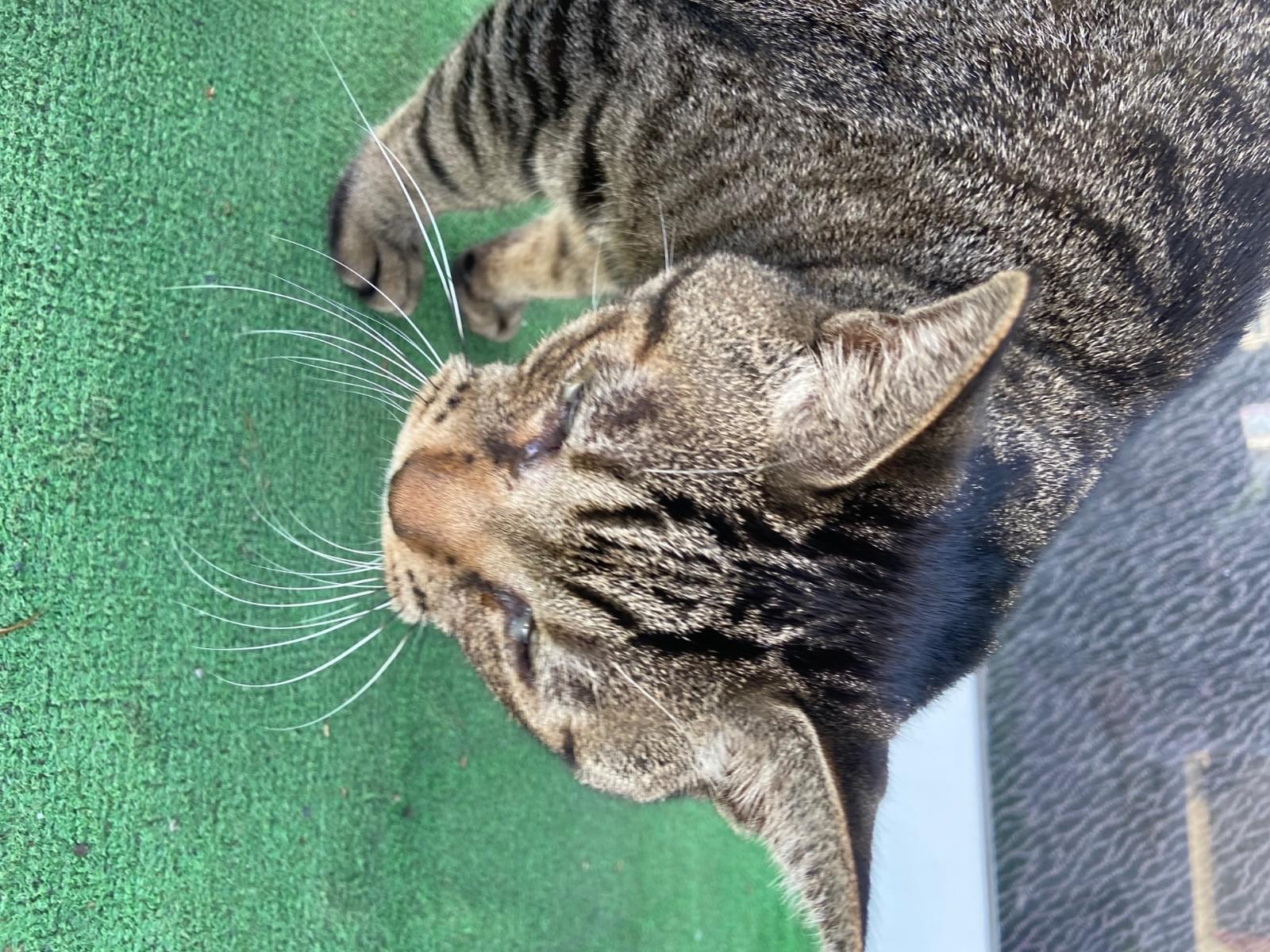 目撃された猫 目撃された猫