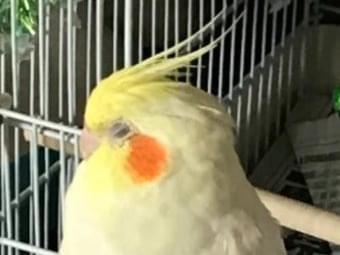 れもん🍋ちゃん れもん🍋ちゃん
