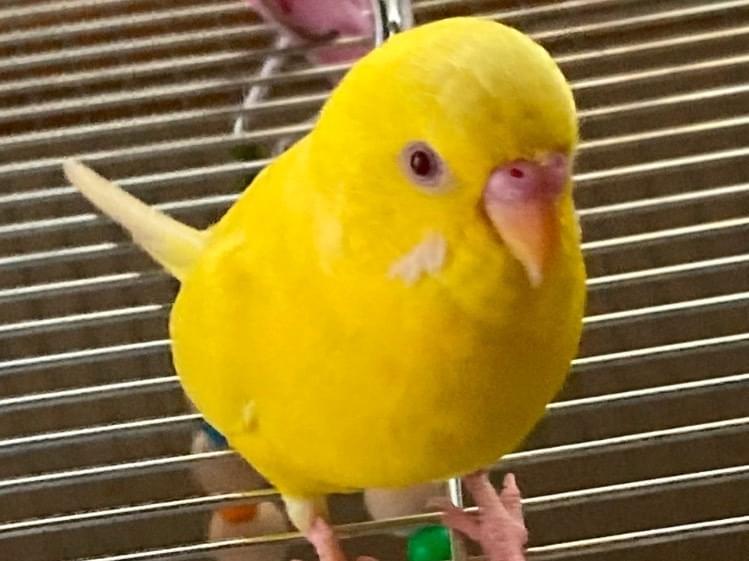 ピコちゃん ピコちゃん