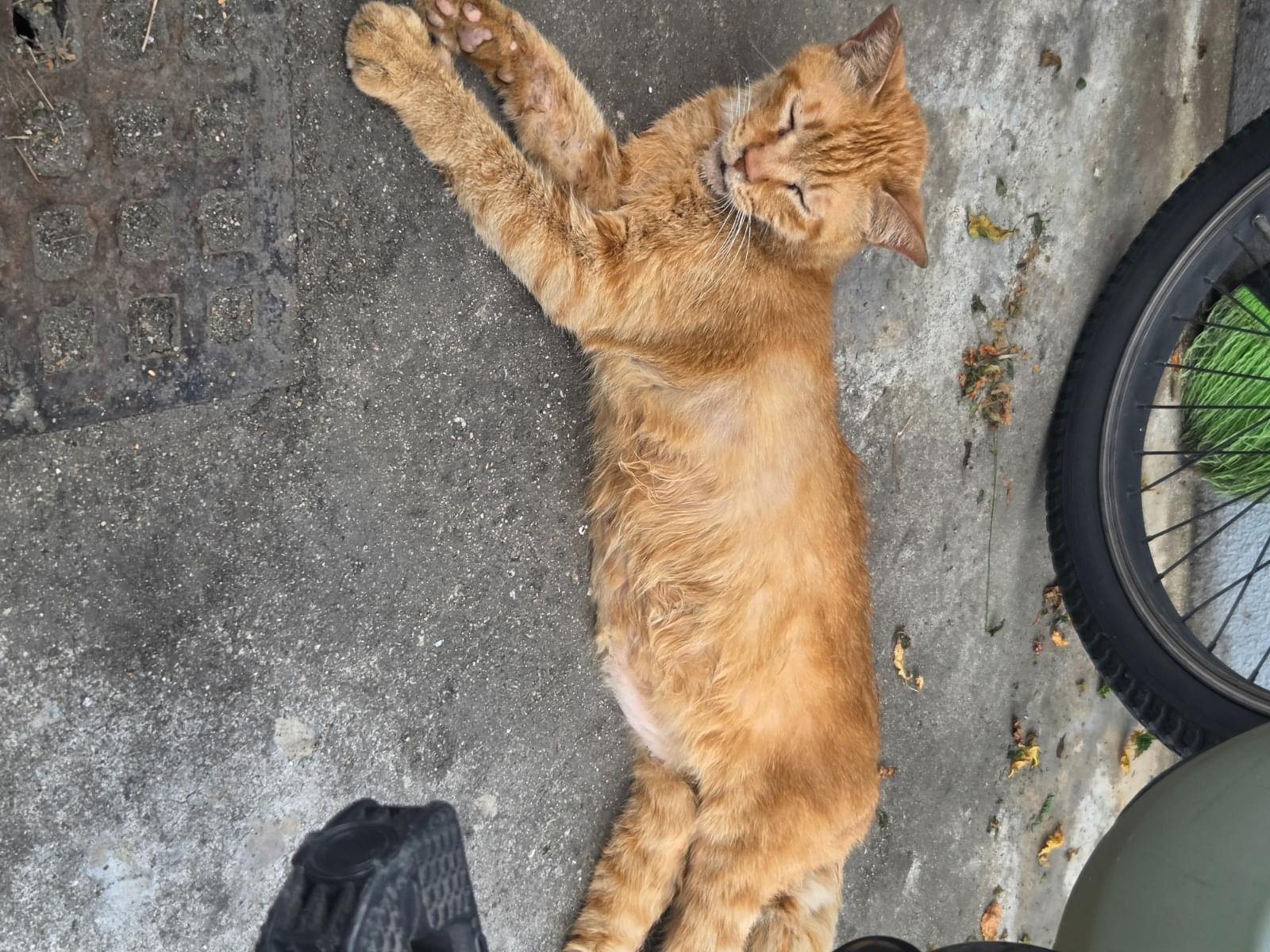 目撃された猫