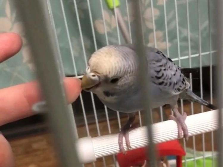 ぴっぴっちゃん ぴっぴっちゃん