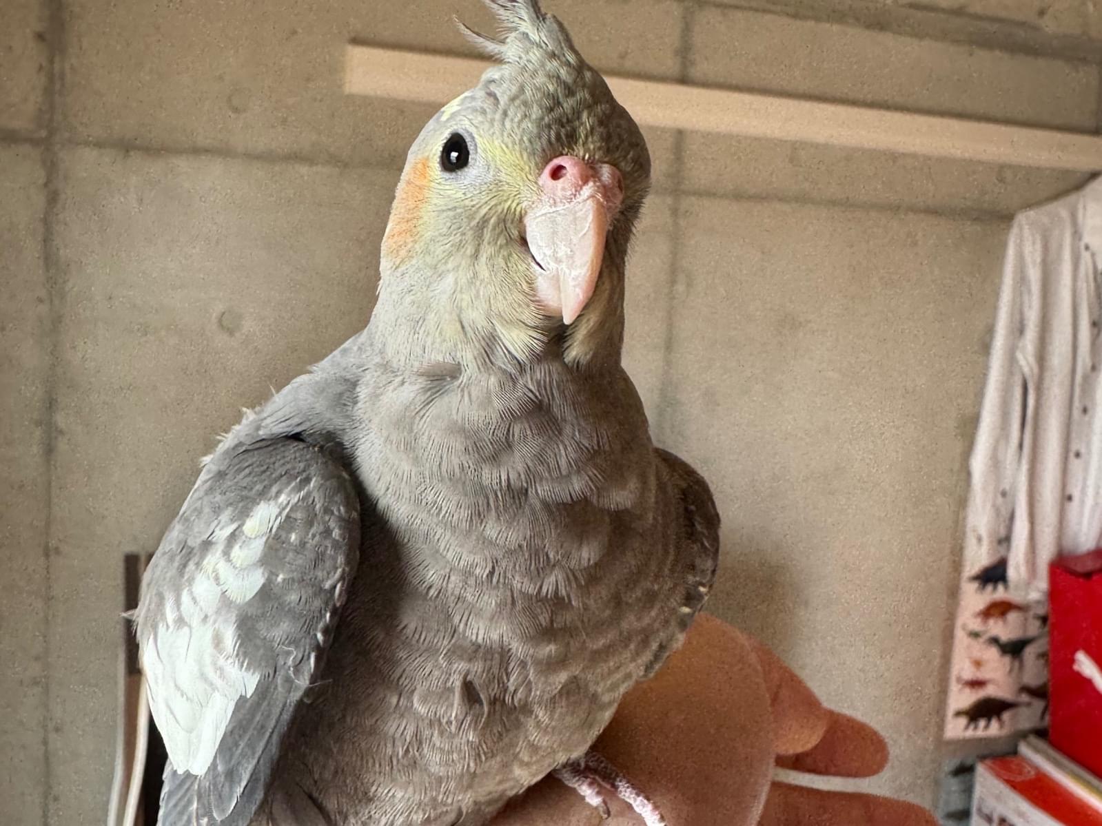 ぴーちゃん ぴーちゃん