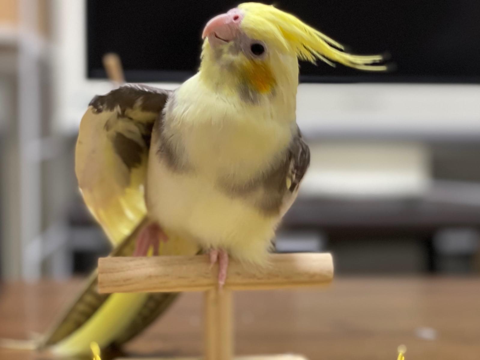 きなこちゃん きなこちゃん
