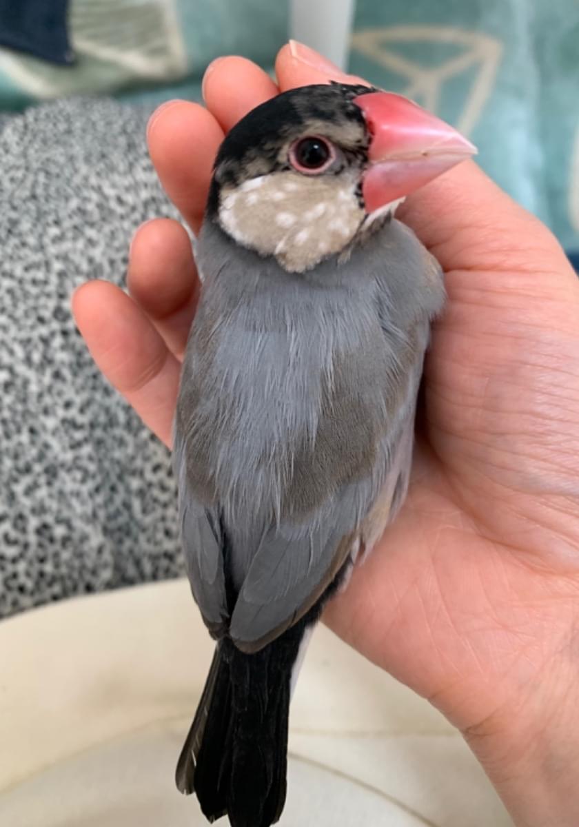 グレーまだら模様の桜文鳥を探しています。