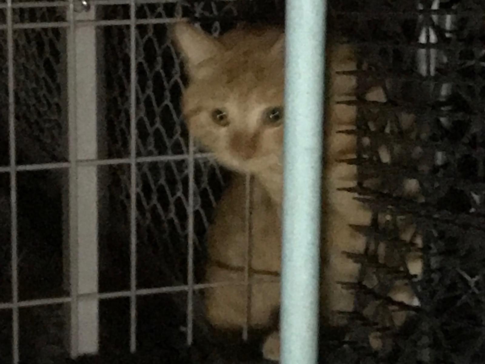 目撃された猫 目撃された猫