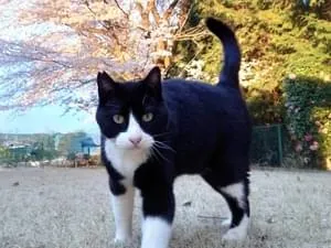 黒白ハチワレ、サクラ耳のオス猫を探しています