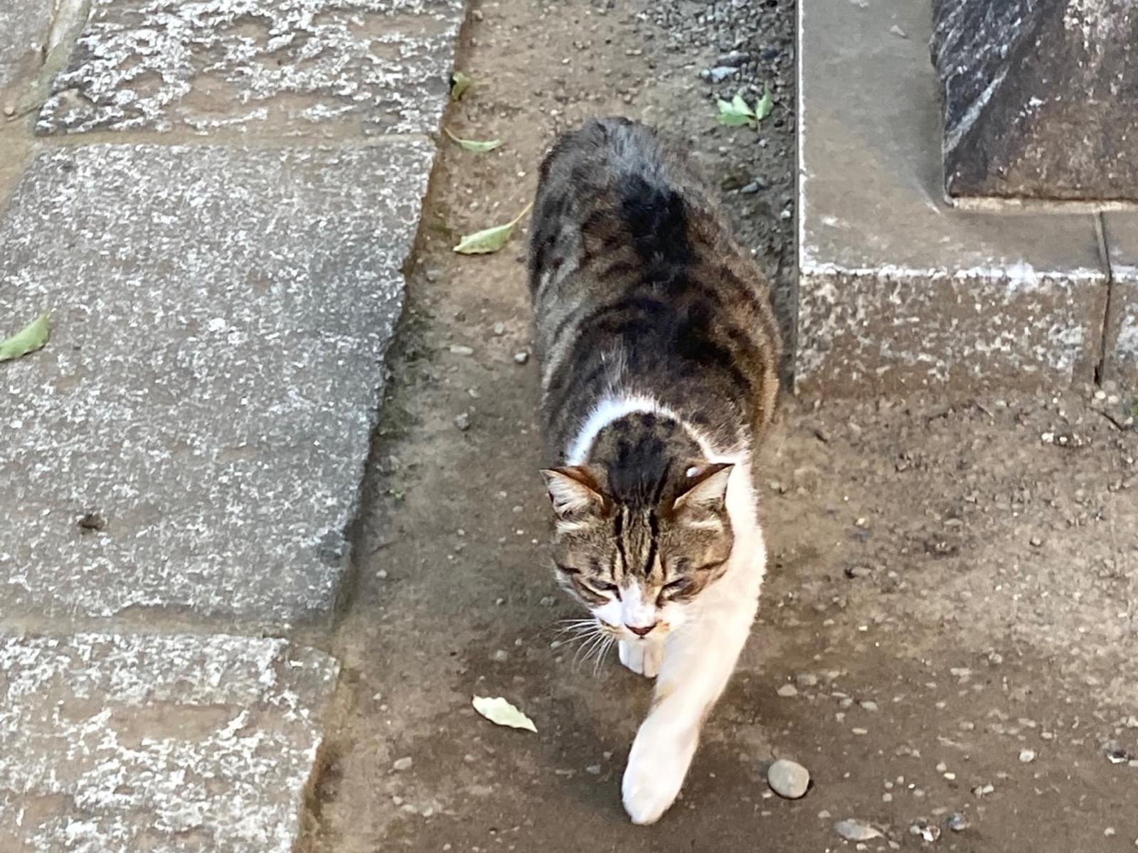 目撃された猫 目撃された猫