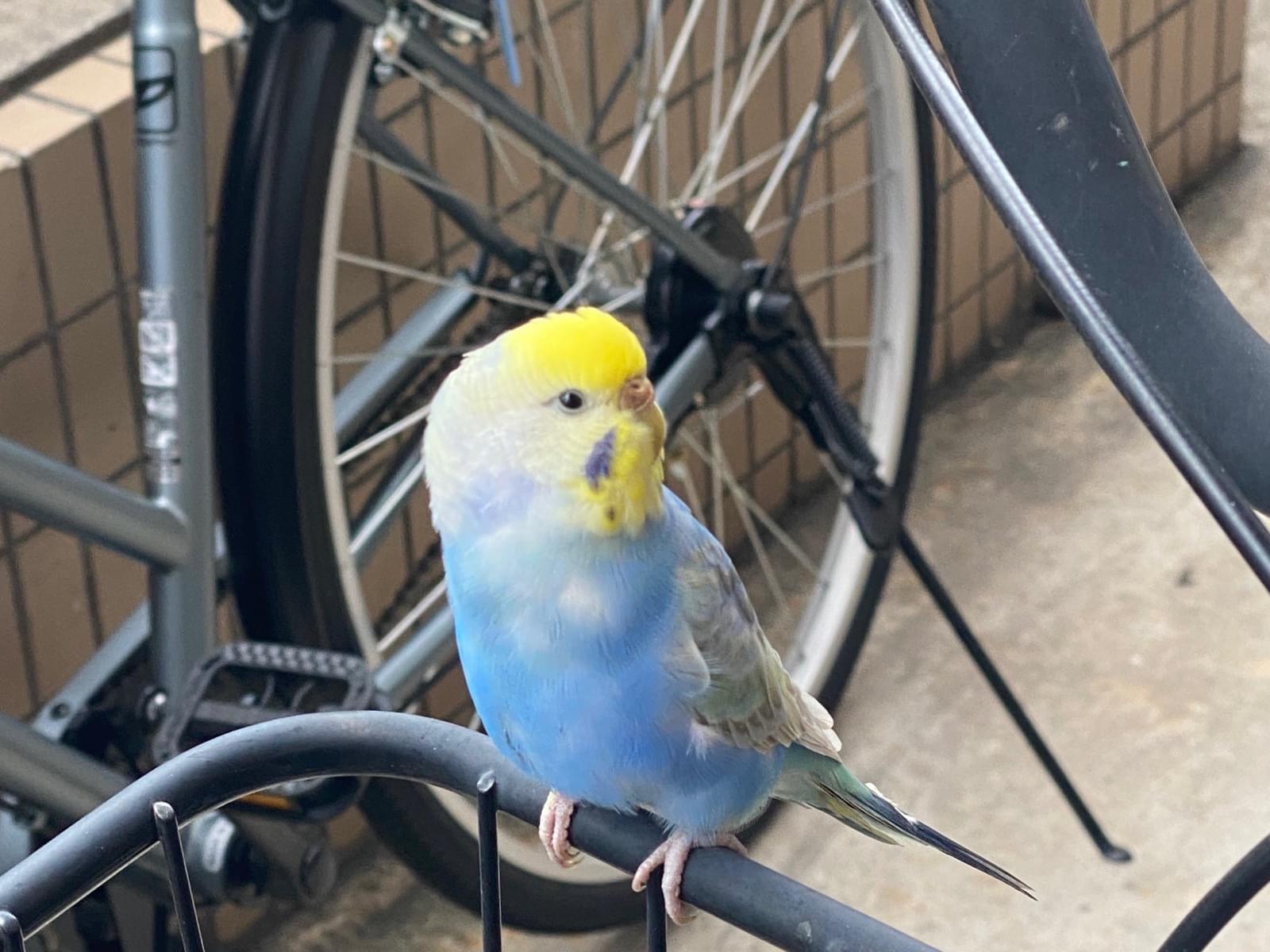 保護された鳥 保護された鳥