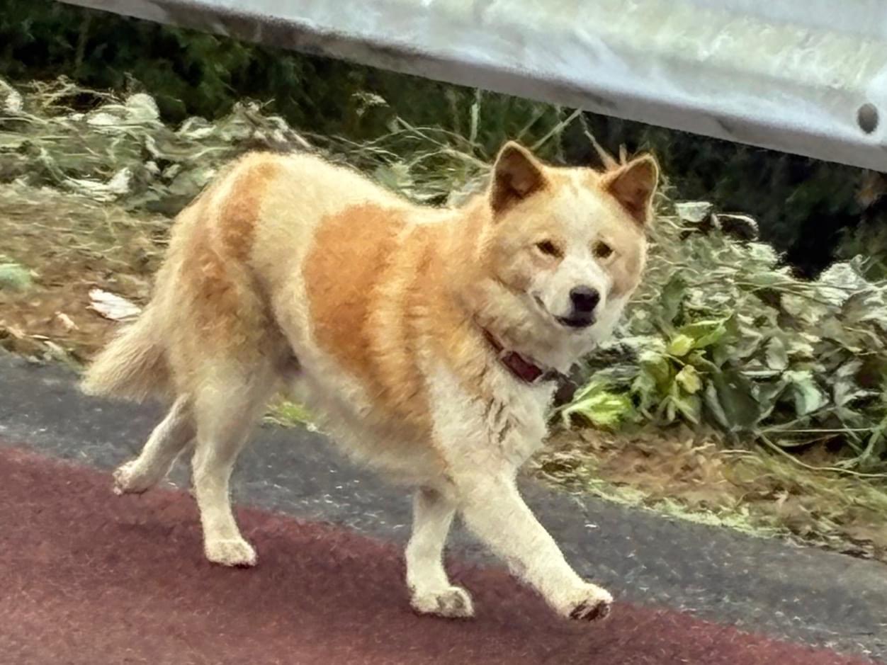 目撃された犬