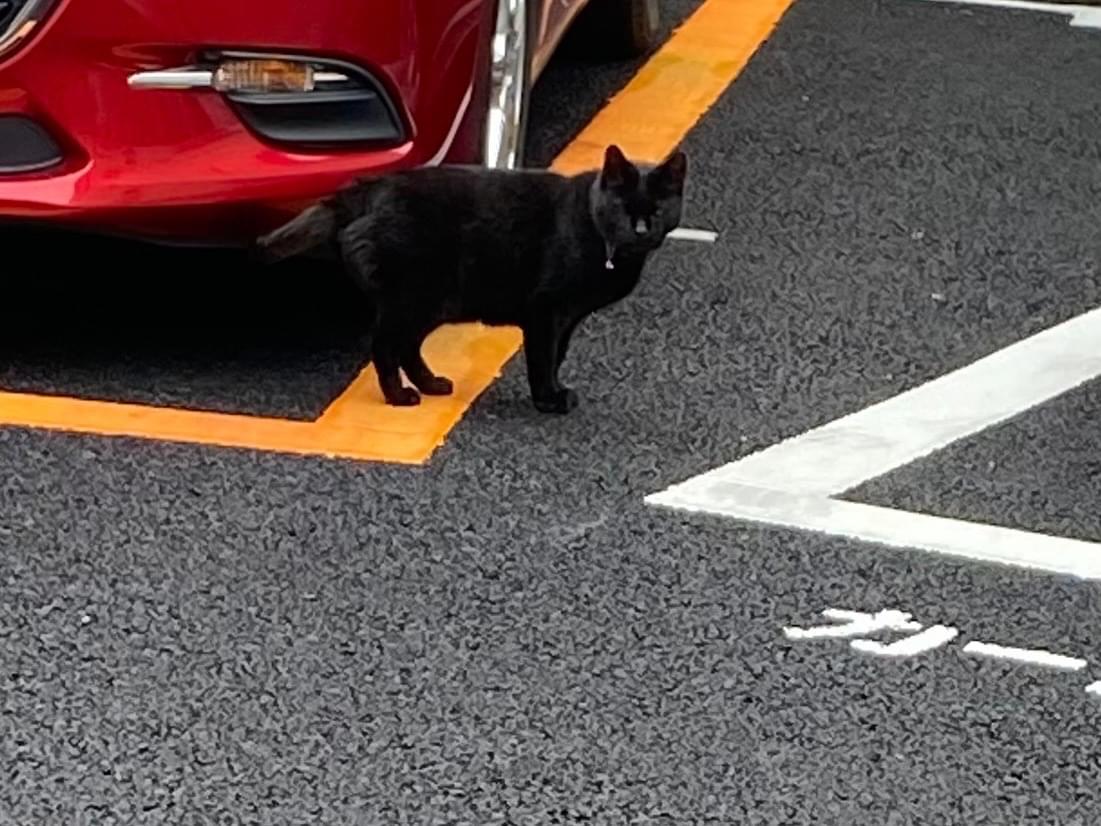 目撃された猫 目撃された猫