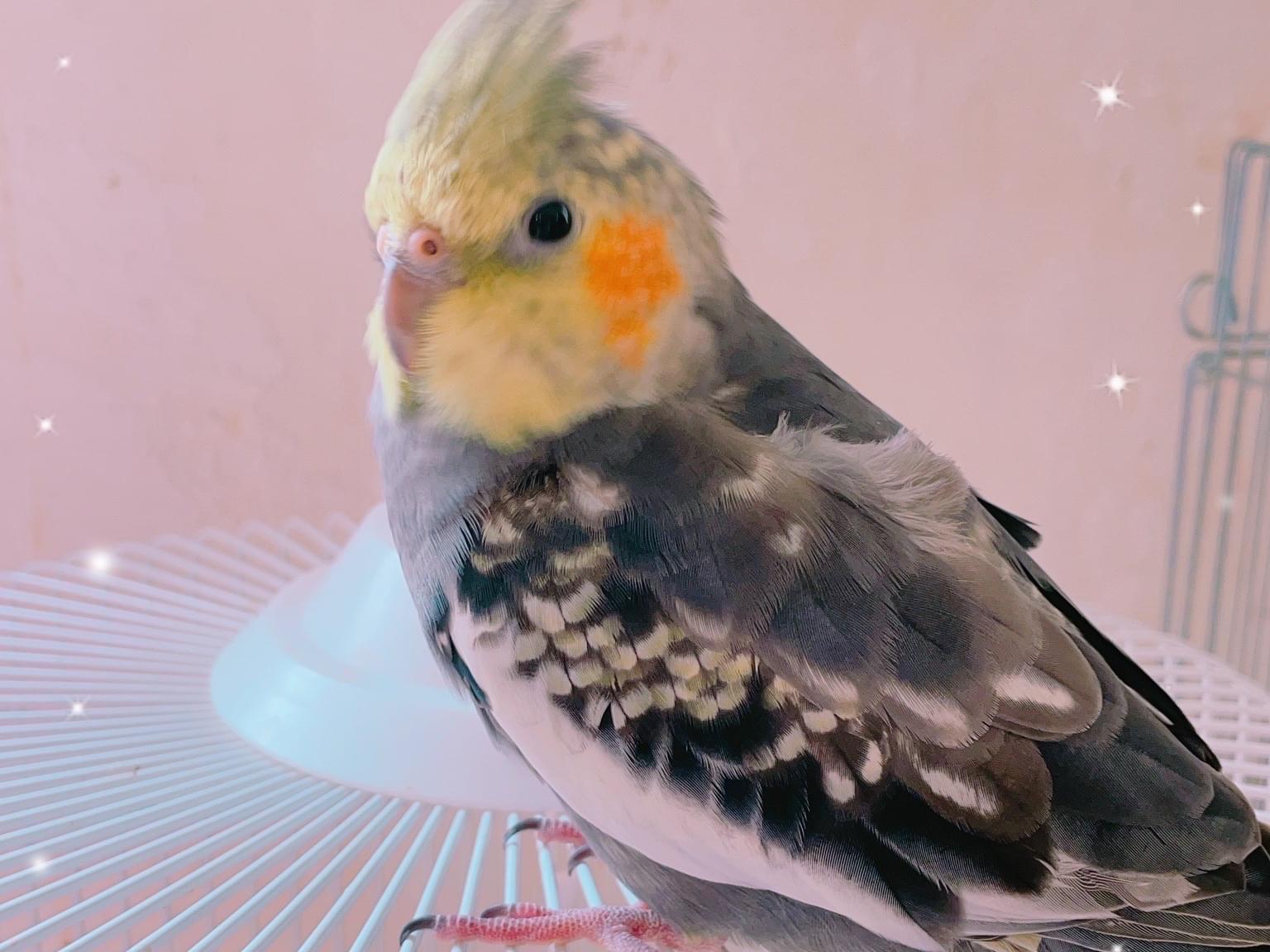 ぱるちゃん ぱるちゃん