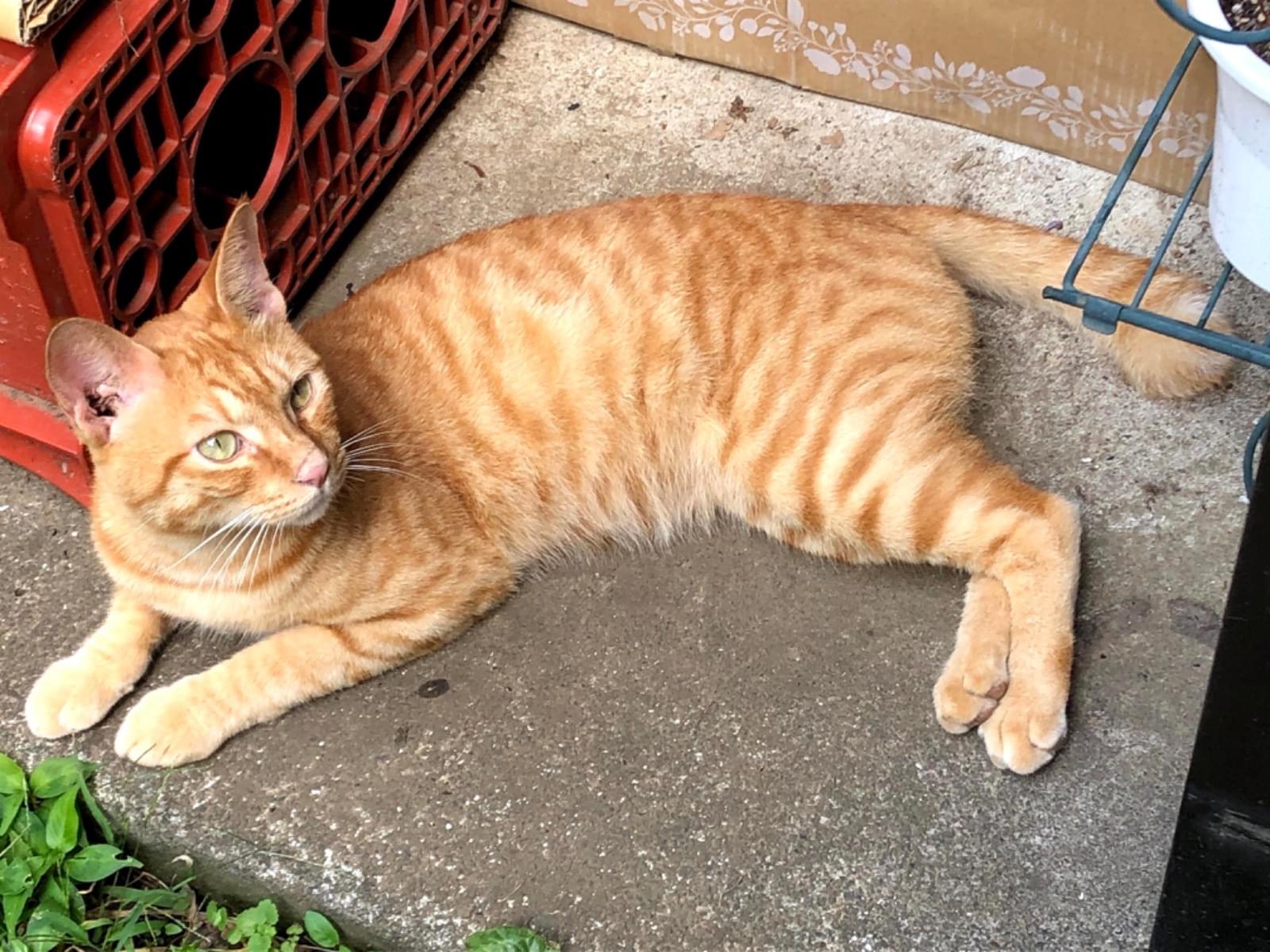 保護された猫 保護された猫