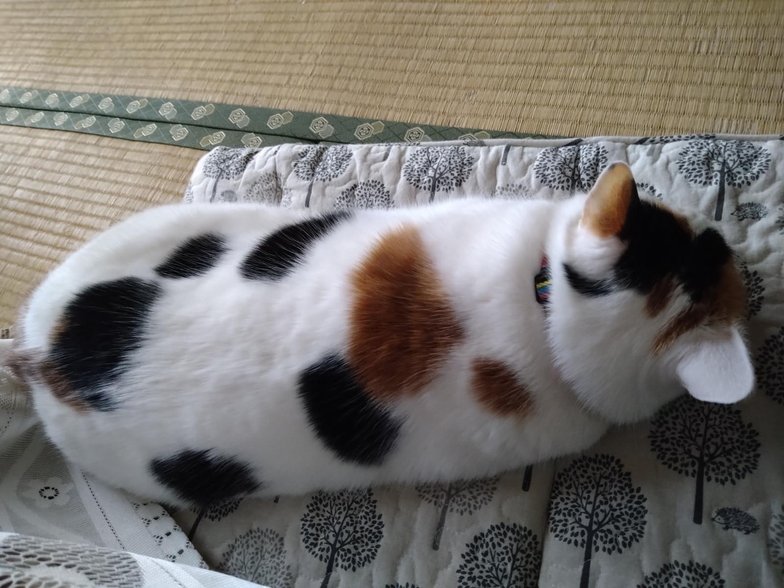 らんちゃん らんちゃん