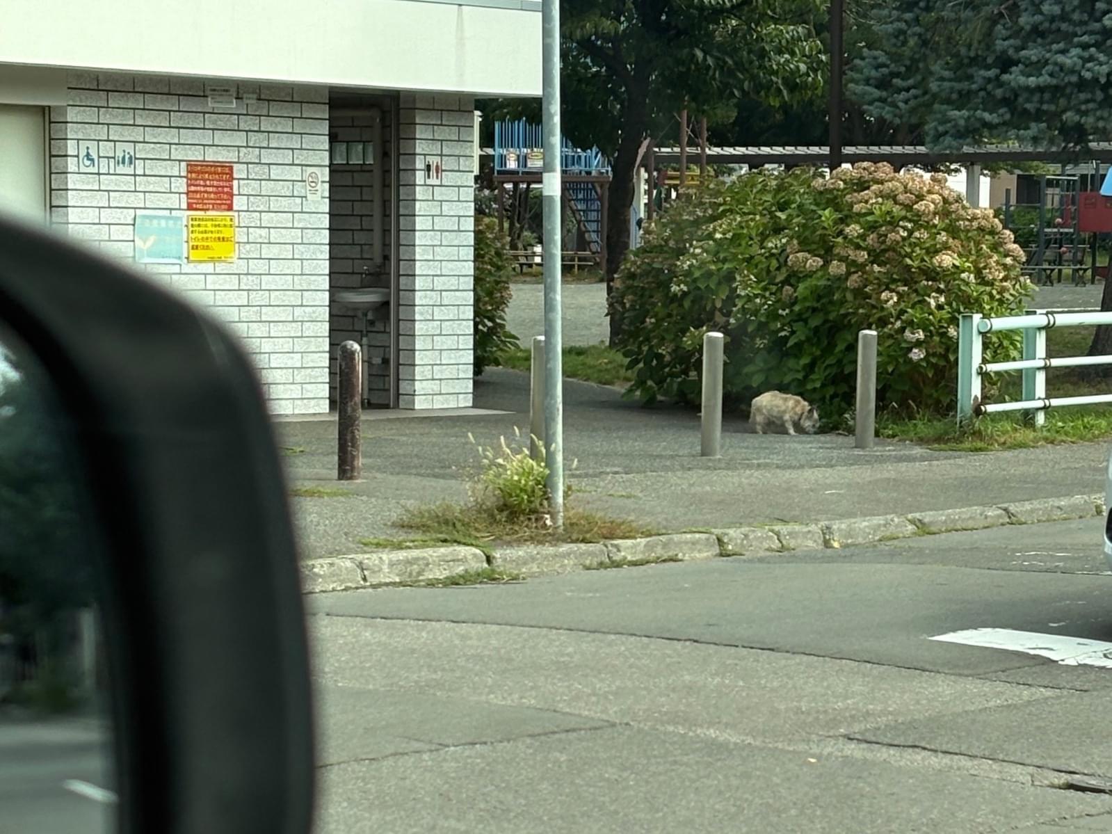 目撃された犬