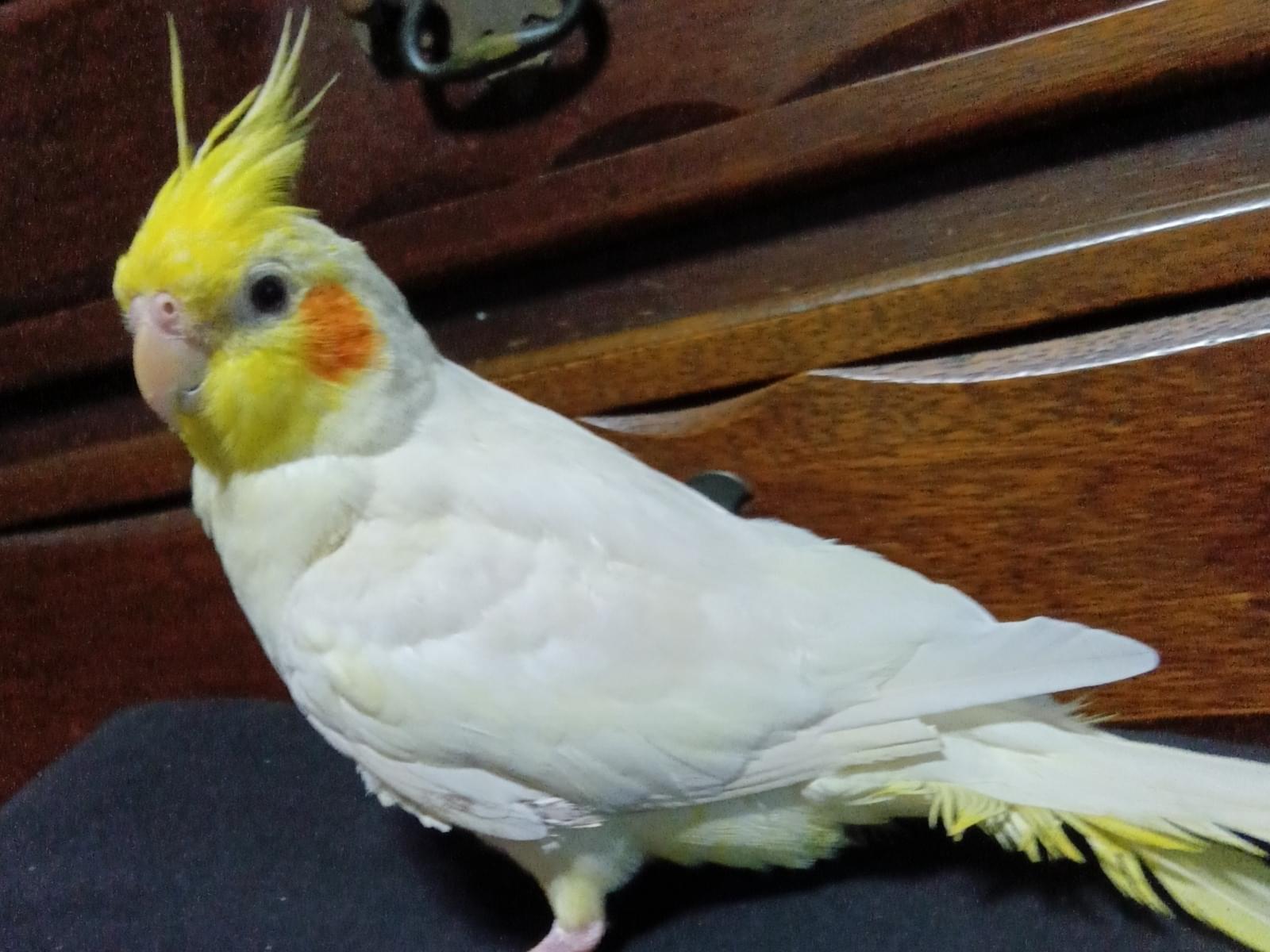 ぱあるちゃん ぱあるちゃん