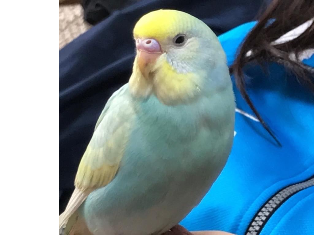 ももちゃん ももちゃん