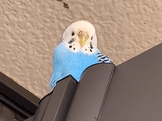 目撃された鳥 目撃された鳥