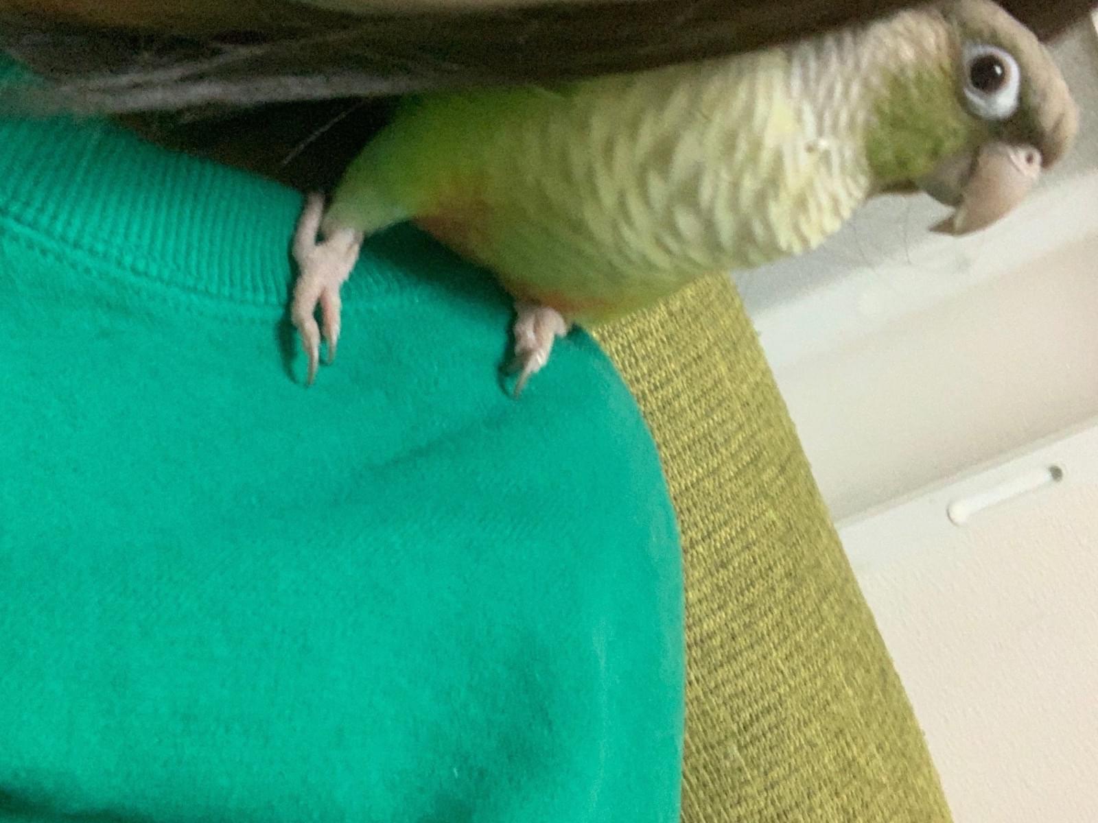 おもちちゃん おもちちゃん