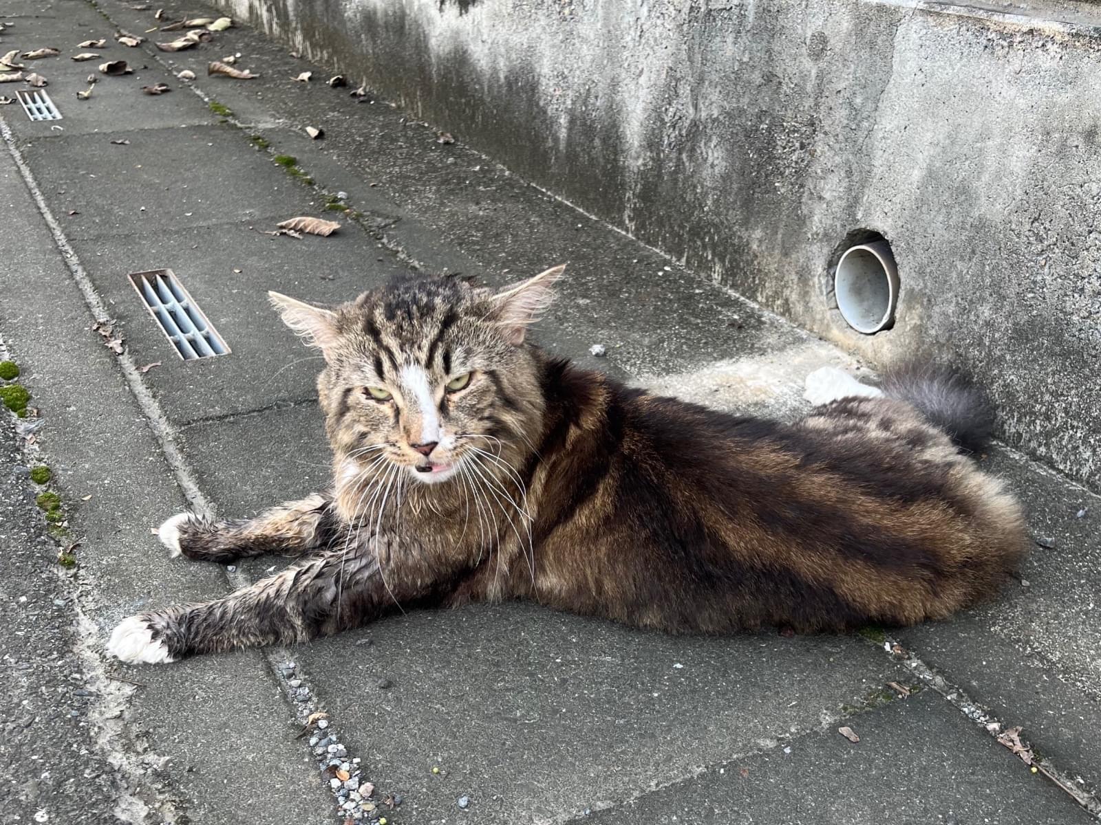 目撃された猫 目撃された猫