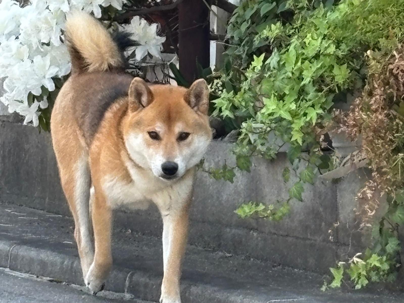 目撃された犬 目撃された犬
