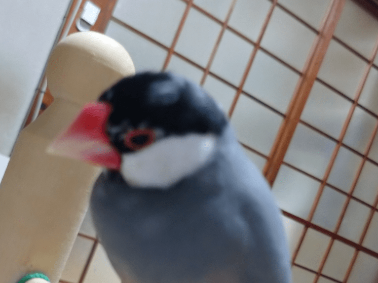 ちーちゃん ちーちゃん