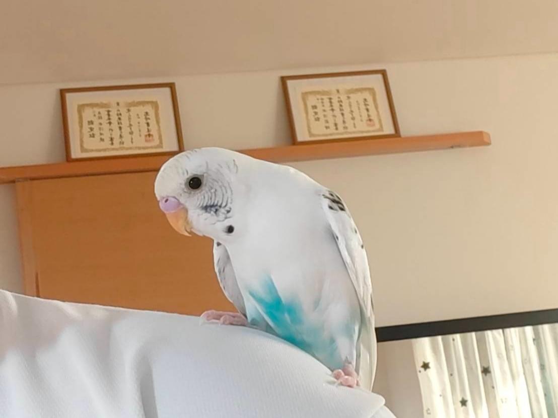 ピーコちゃん ピーコちゃん
