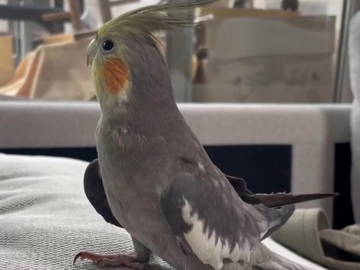 パピコちゃん パピコちゃん