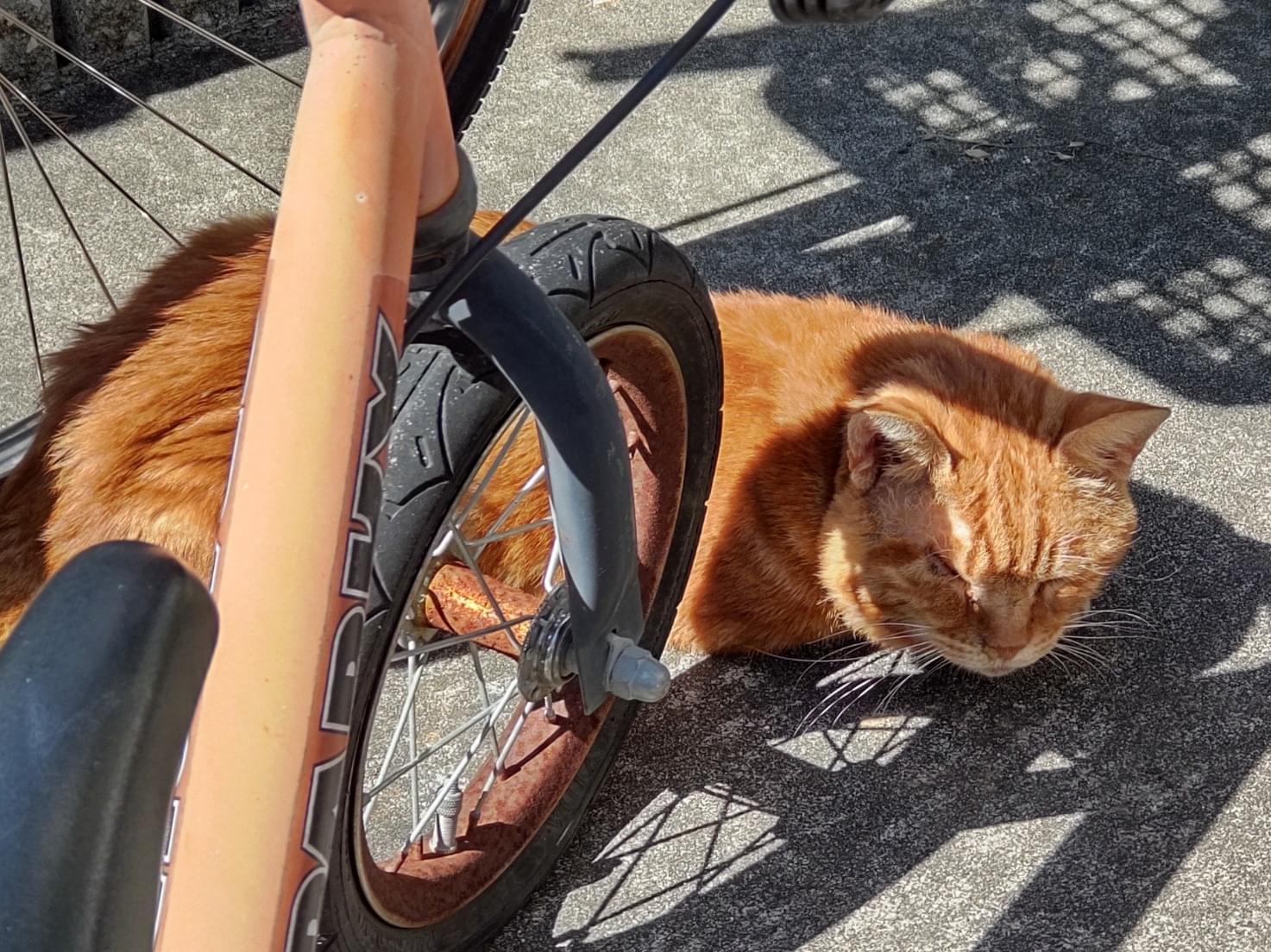 目撃された猫 目撃された猫