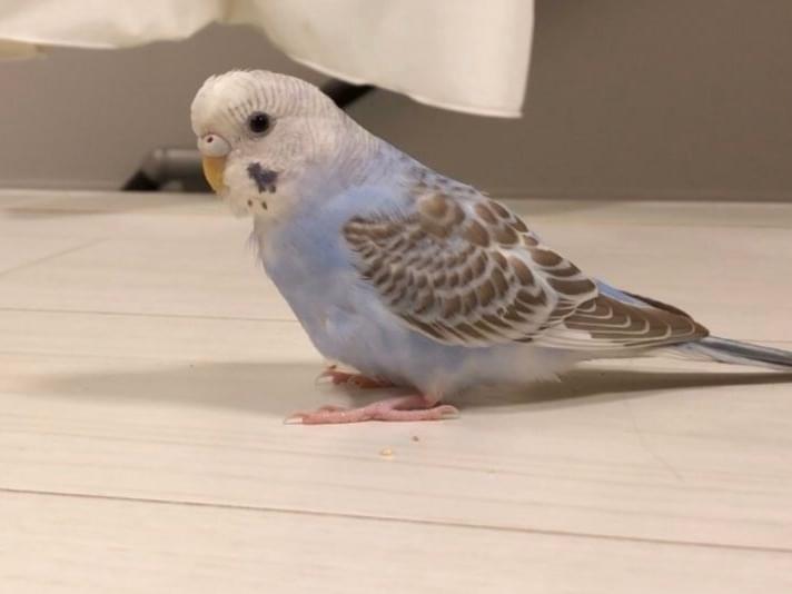 ぴーこちゃん ぴーこちゃん