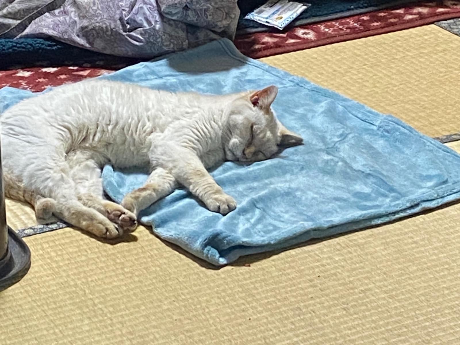 しろちゃん しろちゃん