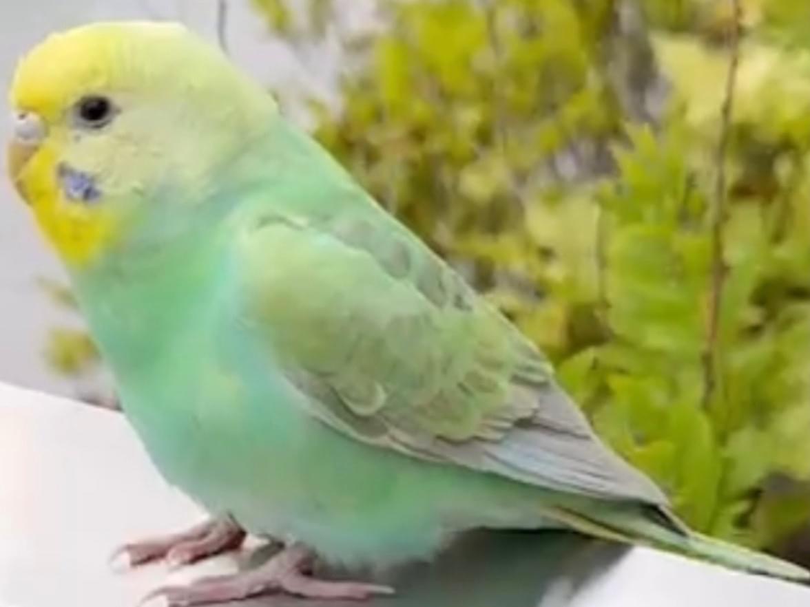 目撃された鳥 目撃された鳥