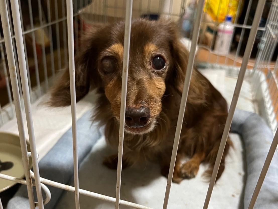 保護された犬 保護された犬