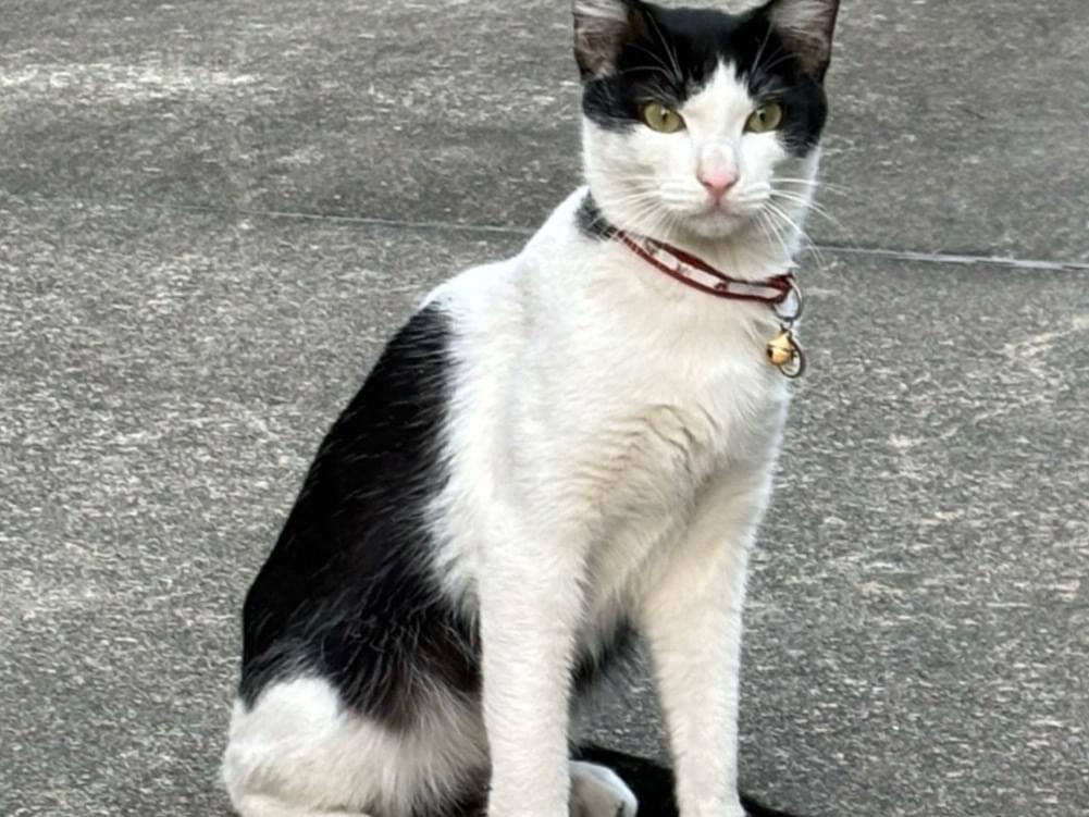 目撃された猫 目撃された猫