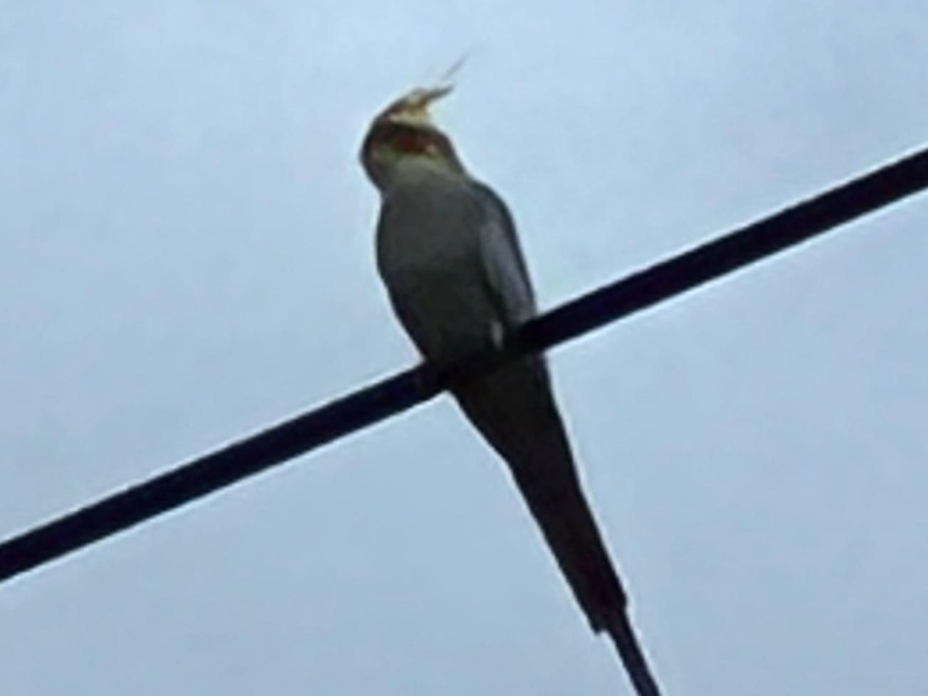 目撃された鳥 目撃された鳥
