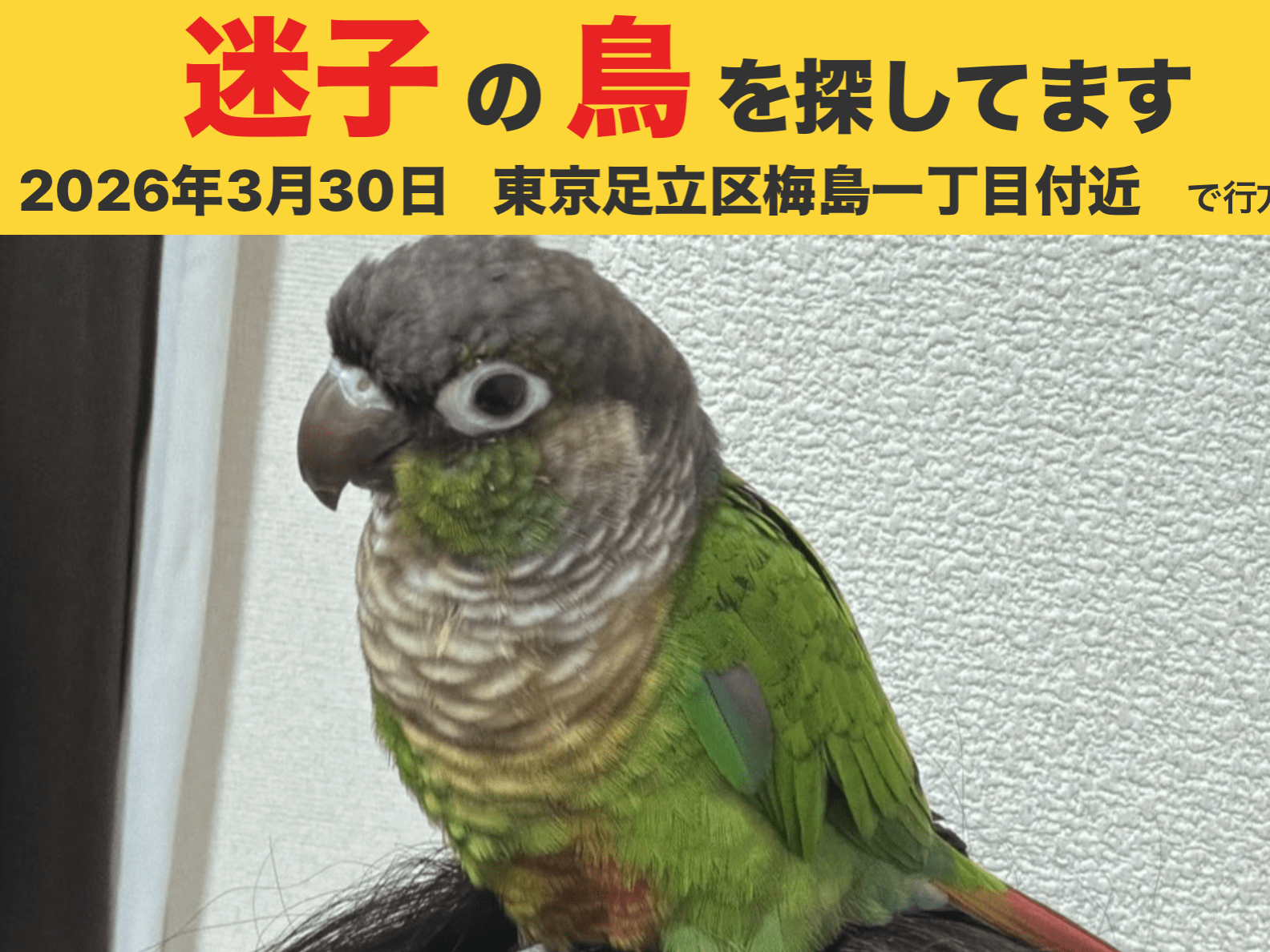 ぷりちゃん ぷりちゃん