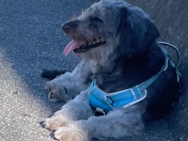 保護された犬 保護された犬