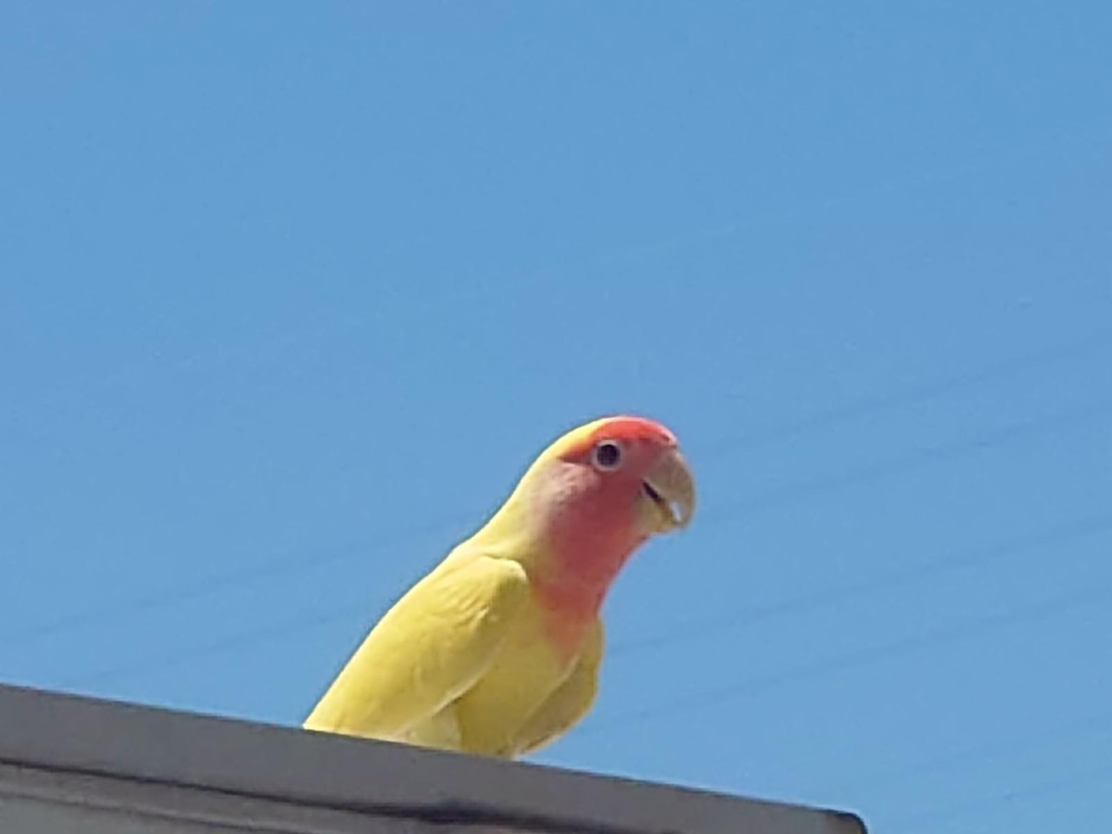 目撃された鳥 目撃された鳥