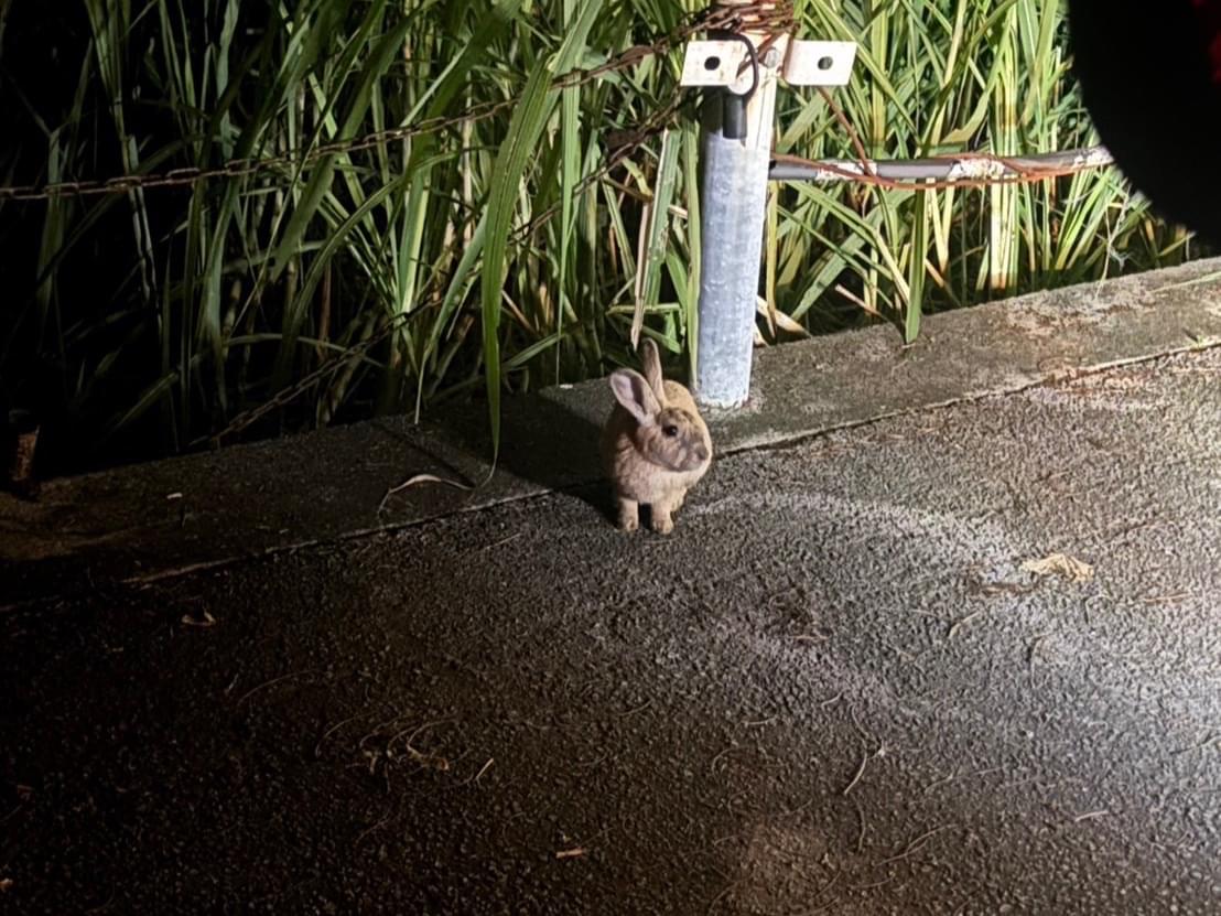 目撃されたペット 目撃されたペット