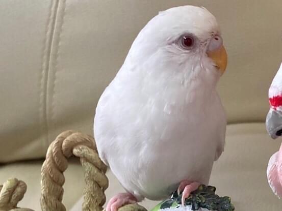 はくちゃん はくちゃん