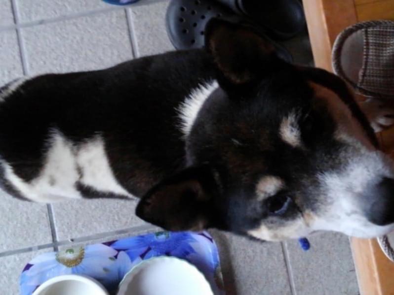 保護された犬 保護された犬