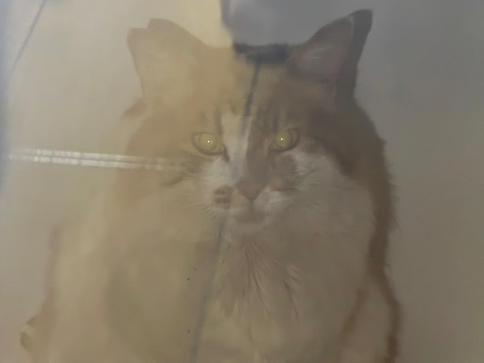 目撃された猫