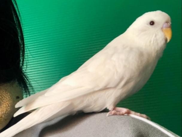 ハクちゃん ハクちゃん